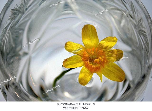 A flower floats in the crystal glass
