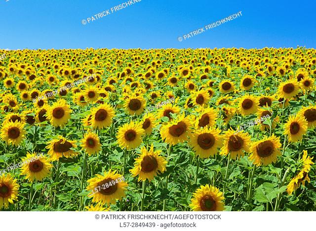 field of sunflowers, Switzerlannd