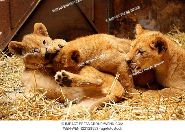 Three-month-old unnamed lion cubs are displayed to the press at Varna Zoo, in the coastal town of Varna in the north-east of Bulgarian capital Sofia