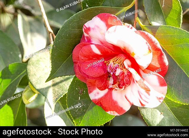 Camellia japonica 'Gigantea' GBR 1830