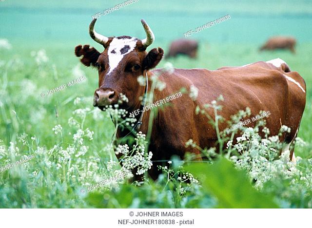 Cow roaming in field
