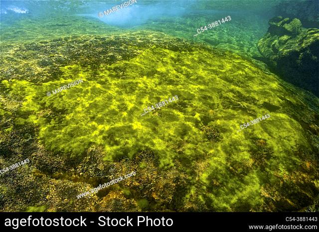 Grass Kelp. Gutweed. Ulva (Enteromorpha intestinalis). Eastern Atlantic. Galicia. Spain. Europe
