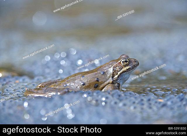 Common European Frog (Rana temporaria)