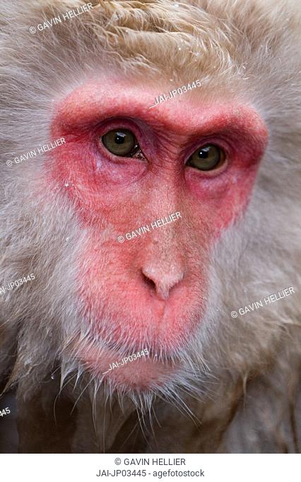 Japanese macaque Macaca fuscata / Snow monkey, Joshin-etsu National Park, Honshu, Japan