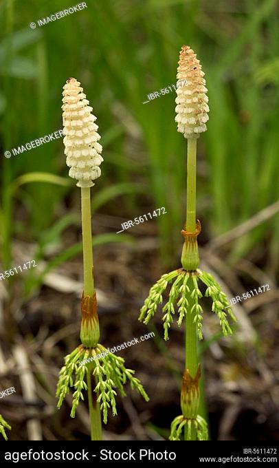 Wood horsetail (Equisetum sylvaticum), Wood Horsetail with fertile fronds, Newfoundland, Canada, North America