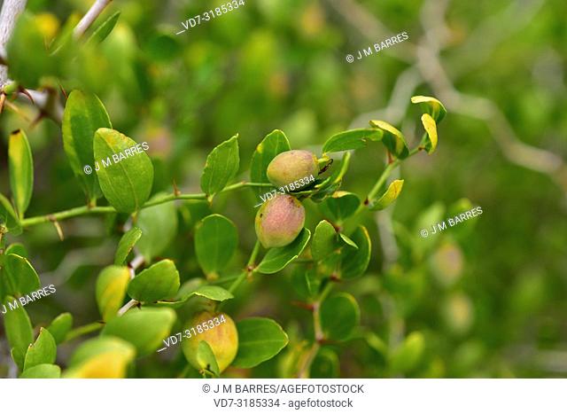 Arto (Ziziphus lotus) is a prickly deciduous shrub native to southeastern Spain, north Africa and Arabia. This photo was taken in Cabo de Gata Natural Park