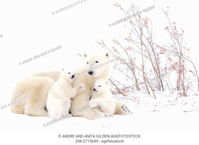 Polar bear mother (Ursus maritimus) lying down on tundra, with two new born cubs playing, Wapusk National Park, Manitoba, Canada