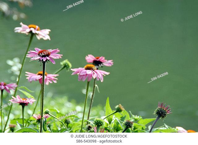 Sun-kissed, pink daisy plants on the shore of a pond