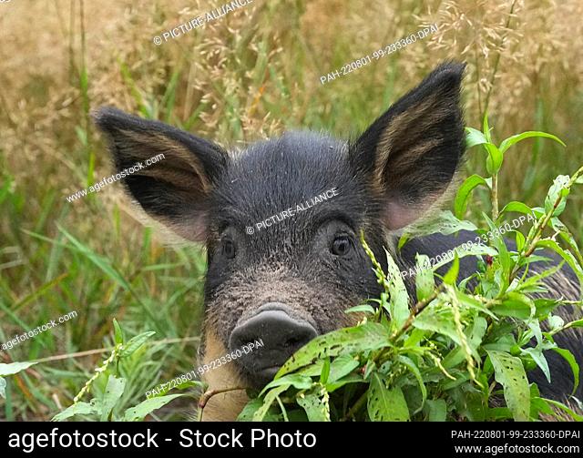 01 August 2022, Brandenburg, Schorfheide/Ot Groß Schönebeck: A barely three-week-old Mangalitsa woolly pig stands in a meadow in the Schorfheide Wildlife Park