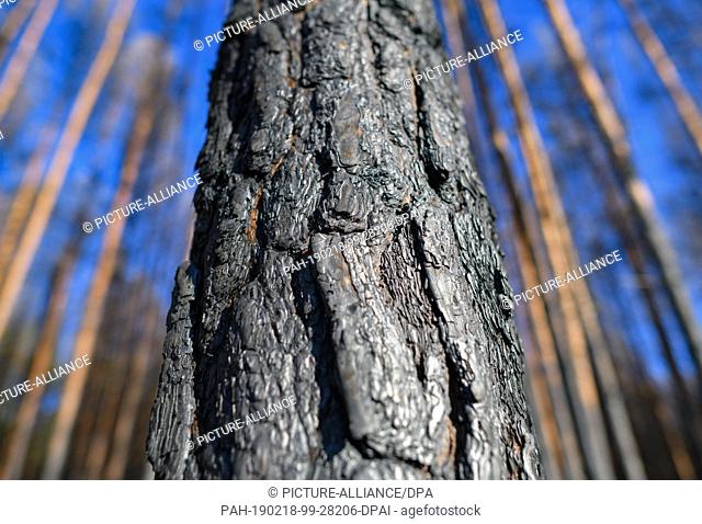 15 February 2019, Brandenburg, Treuenbrietzen: The black bark of a burnt pine can be seen in a forest near the federal road 102