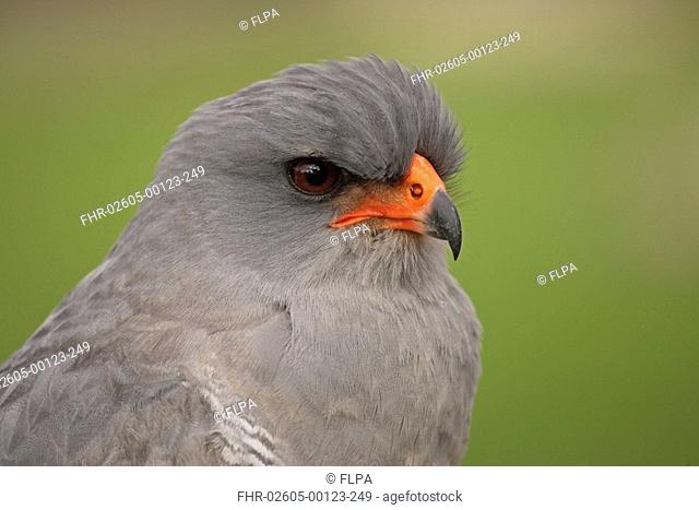 Pale Chanting-goshawk Melierax canorus Adult, close-up of head, South Africa