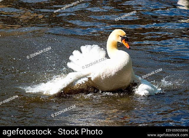 Graceful white swan on the water surface