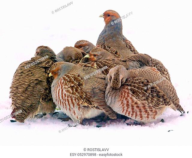 Group of wild grey partridges seeking food in winter field
