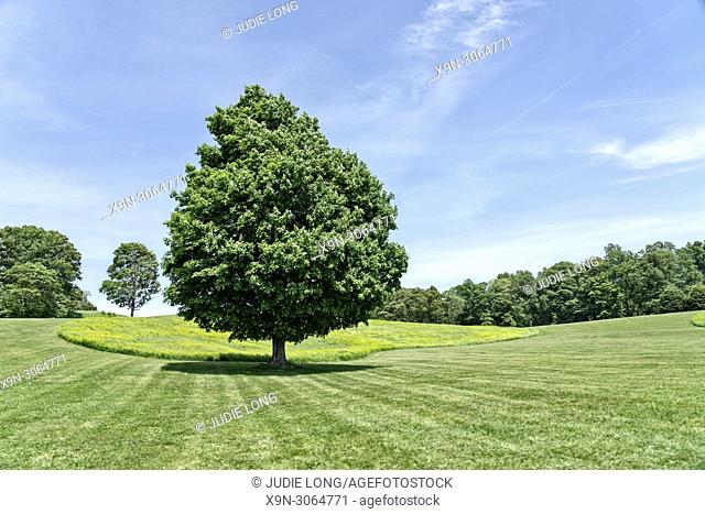 Cornwall, NY, USA. Beautiful Trees Surrounded by Tall Grass and Blue Sky