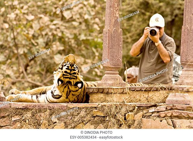 Tiger panthera tigris at chattri of ruined fort filming by photographer ; Ranthambore tiger reserve ; Rajasthan ; India