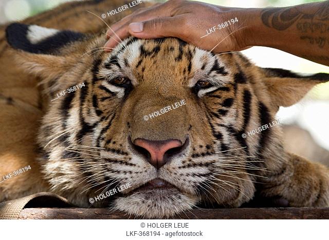 Hand of monk pets tiger at Pha Luang Ta Bua Temple of the Tigers, near Kanchanaburi, Thailand