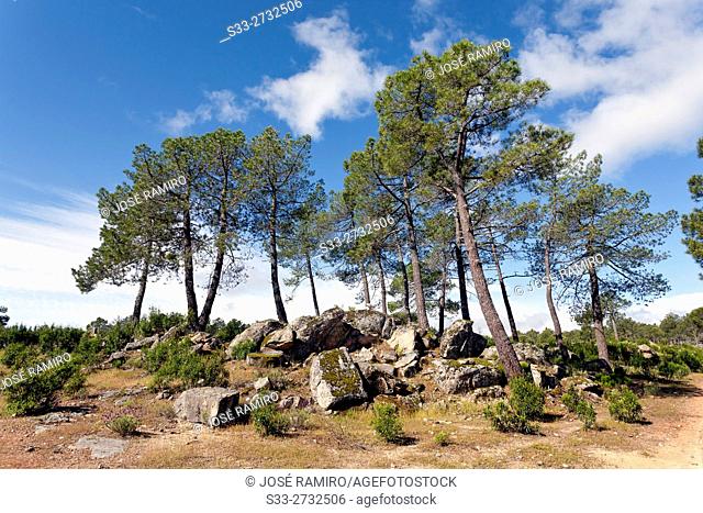 Pines in The Piquillo. Cadalso de los Vidrios. Madrid. Spain. Europe