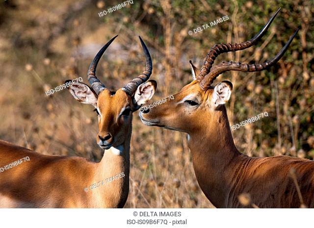Two Impalas (Aepyceros melampus), Savute Channel, Linyanti, Botswana