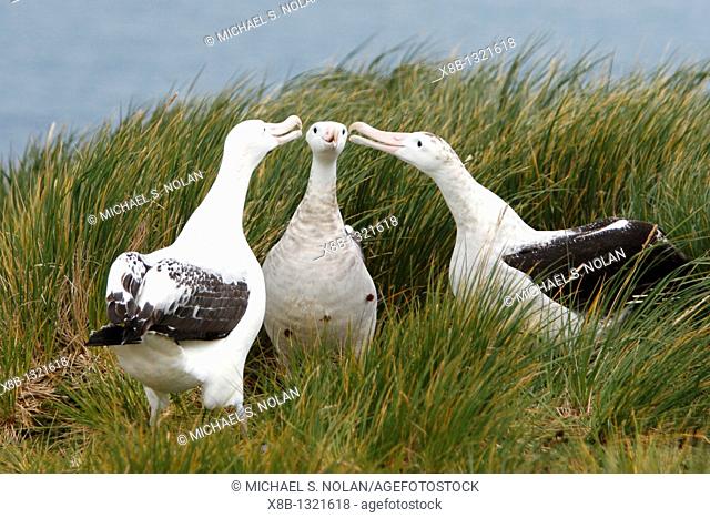 Adult wandering albatross Diomedea exulans exhibiting courtship behavior on Prion Island, which lies in the Bay of Isles towards the west end of South Georgia...