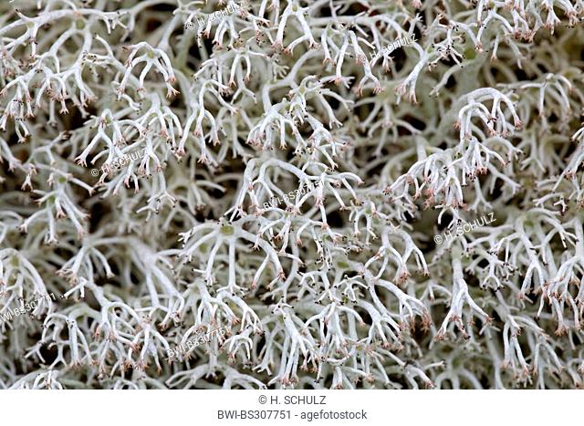 Greygreen Reindeer Lichen (Cladonia rangiferina), Sweden, Vaermland