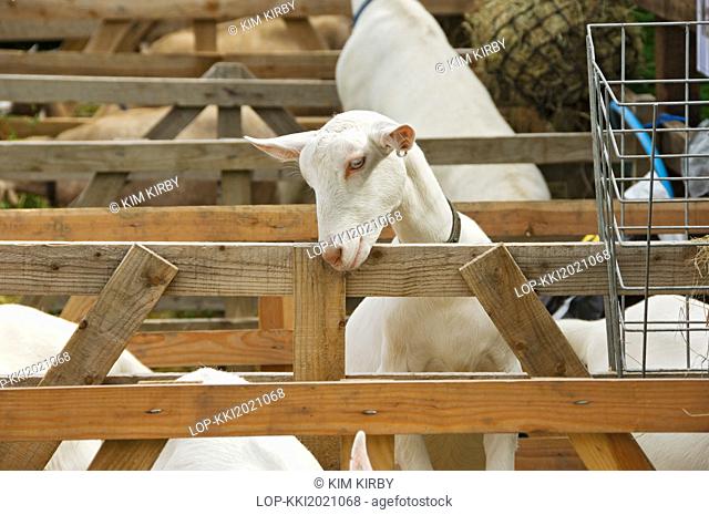 England, North Yorkshire, Rosedale Abbey. White goat in a pen at the Rosedale & District Agricultural, Horticultural and Industrial Society Annual Show
