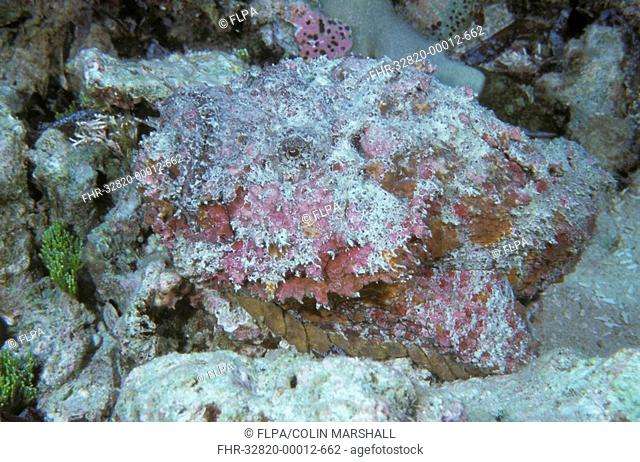 Reef Stonefish Synanceia verrucosa Spiral Corner, Wakatobi, Sulawesi, Indonesia
