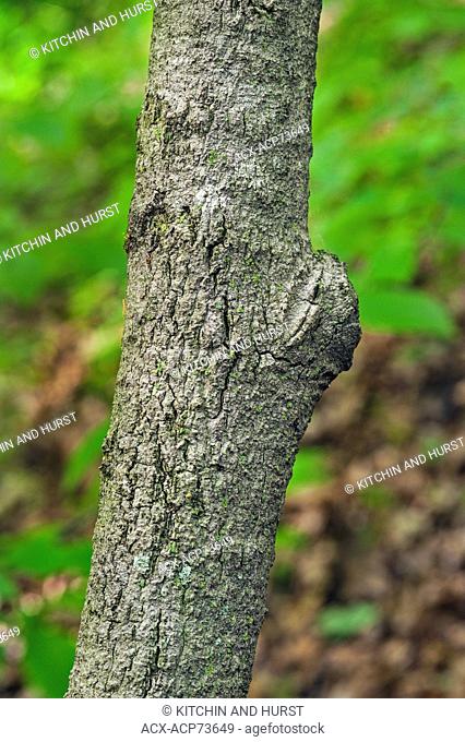 Paw Paw tree ( Asimina triloba ). Carolinian forest in the Niagara Escarpment. Woodend Conservation Area in Niagara Greenbelt, Ontario. Canada
