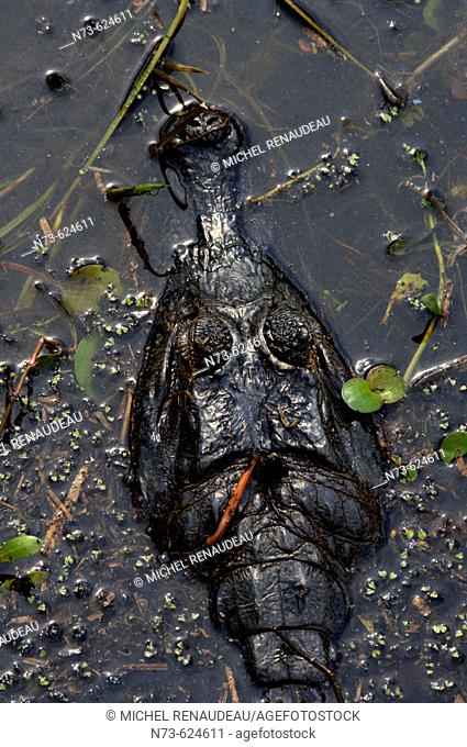 Caiman (Caiman crocodilus). Pantanal. Mato Grosso. Brazil