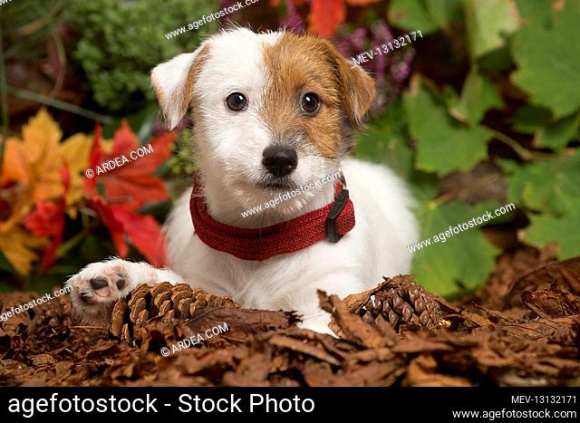 Jack Russell Terrier puppy outdoors in Autumn