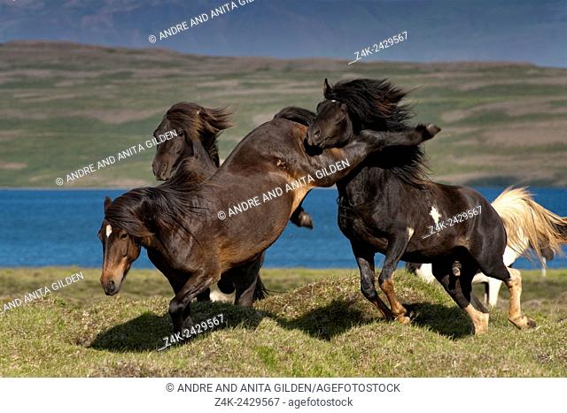 Icelandic Horse (Equus caballus) stallions fighting for dominance, Iceland