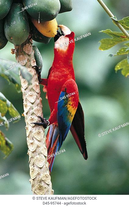 Scarlet Macaw (Ara macao). Tambopata River, Peru