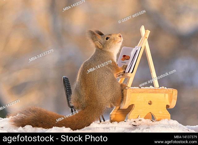 red squirrel standing on chair in snow reading a book about nuts