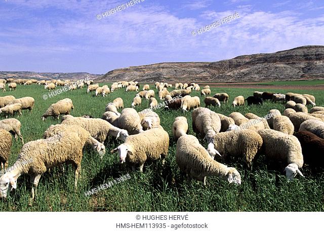 Spain, Castile la Mancha, herd of sheeps around of Belmonte