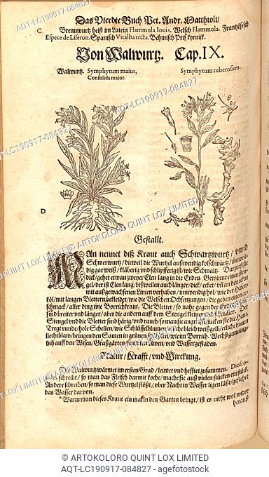 Salvia bigger and bigger Consoida symphytum tabacum, Walwurtz, Fol. 327v, 1590, Pietro Andrea Mattioli, Joachim Camerarius: Kreuterbuch desz hochgelehrten unnd...