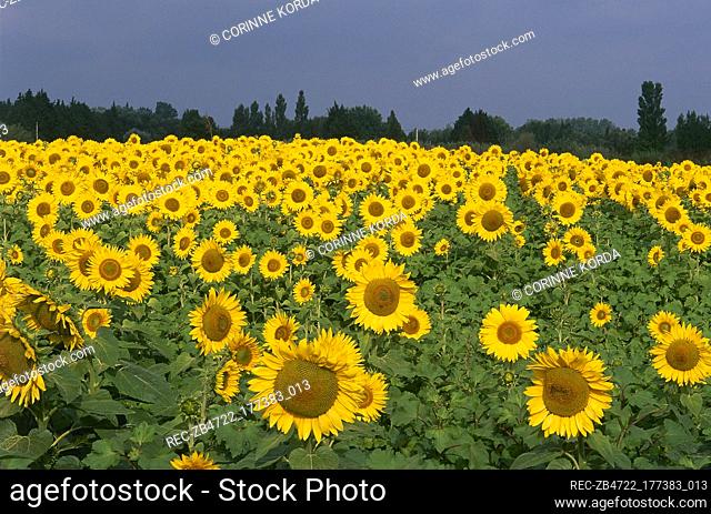 Field of blooming sunflowers beneath a darkening sky