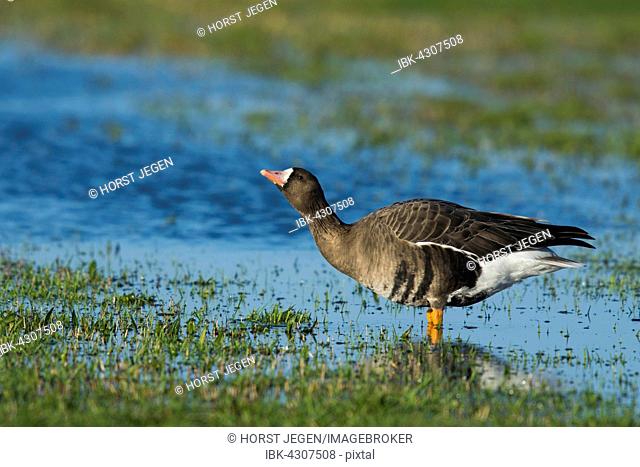 Greater white-fronted goose (Anser albifrons) in water, drinking, Texel, North Holland, Netherlands