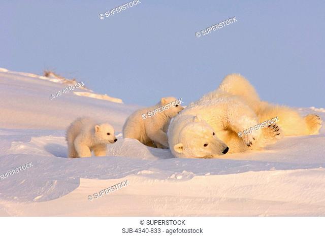 Polar Bear Sow Cleans Her Coat and Plays with Her Spring Cubs Outside Their Den
