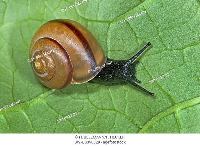Bush snail (Fruticicola fruticum, Bradybaena fruticum), creeping on a leaf, Germany
