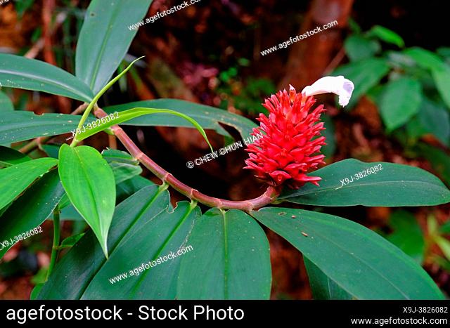 Canda, Indian medicinal plant, keokanda, costus speciosus, asia
