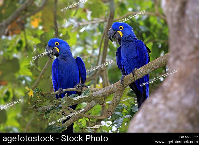 Blue macaw, pair on tree, Pantanal, Mato hyacinth macaw (Anodorhynchus hyacinthinus), Brazil, South America