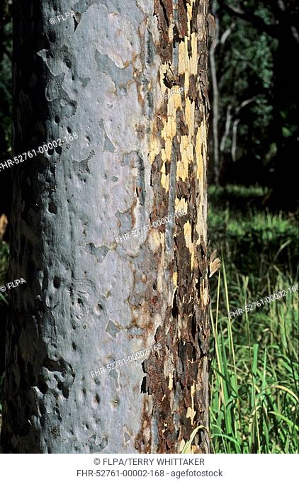 Spotted Gum Eucalyptus maculata trunk, damaged by fire, Carnarvon N P , Queensland, Australia
