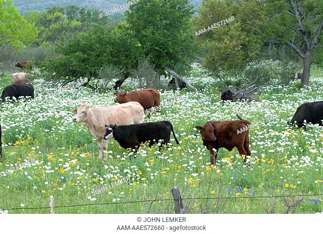 Texas cattle in a field of white prickly poppies (Argemone albiflora) in the Hill Country of Texas