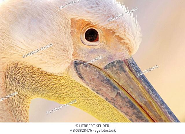Rosa pelican, Pelicanus onocrotalus, portrait, close-up