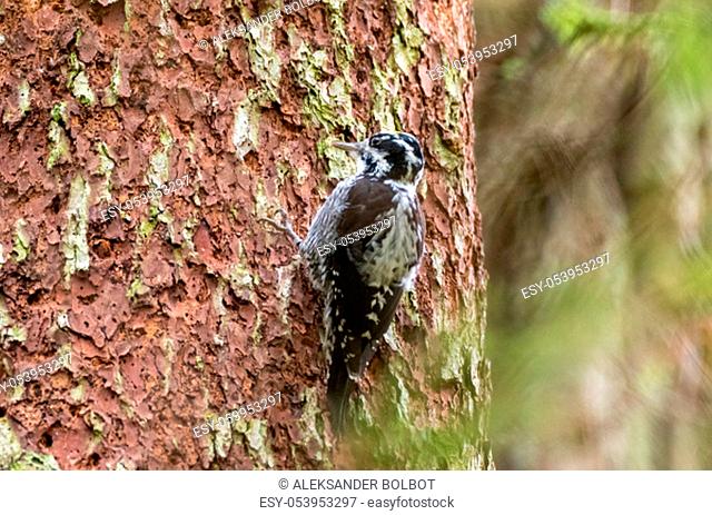 Eurasian Three-toed woodpecker (Picoides tridactylus) close up on spruce, Bialowieza Forest, Poland, Europe