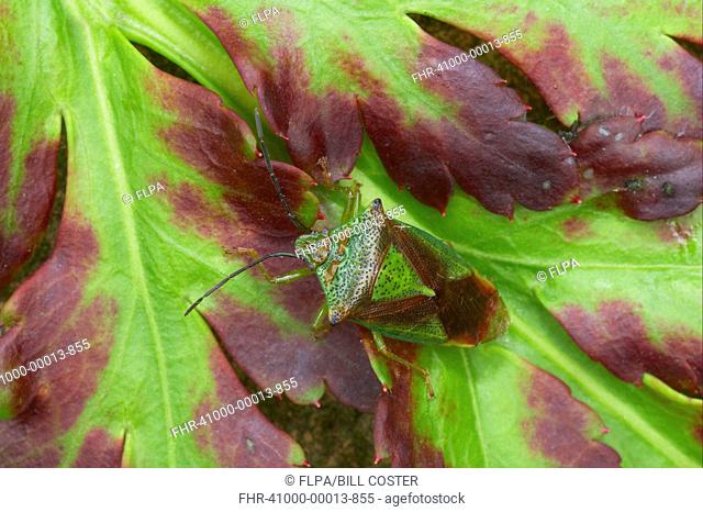 Hawthorn Shieldbug Acanthosoma haemorrhoidale adult, resting on leaf, Essex, England