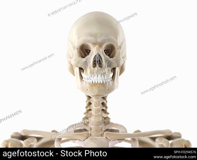 Skeletal neck and skull, illustration
