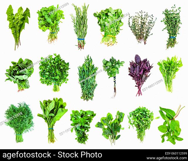 bunches of fresh edible greens (mizuna, lemon balm, , mentha, thyme, coriander, cilantro, basil, parsley, cress, dill, sorrel, estragon, spinach, rosemary