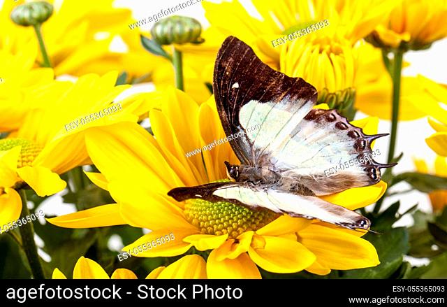 Plain Nawab Butterfly on a Yellow Chrysanthemum