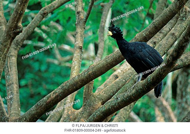 Great Curassow Crax rubra adult male, perched on branch in tropical forest, Costa Rica