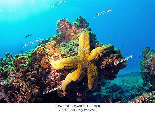 Yellow sea star on a rocj, underwater view, Ecuador, Galapagos Archipelago, Espanola Island